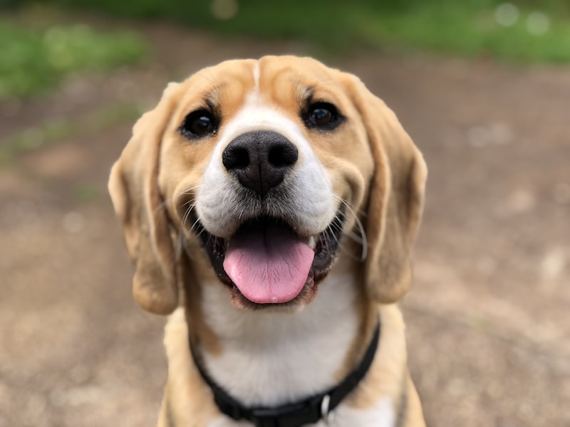 Maya, en adopción
