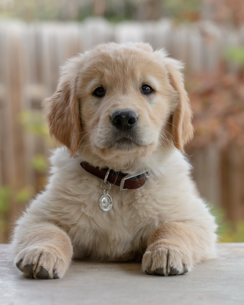 Nala, en adopción