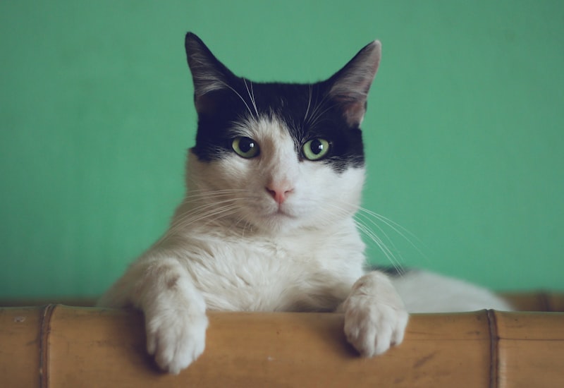 Tito, en adopción