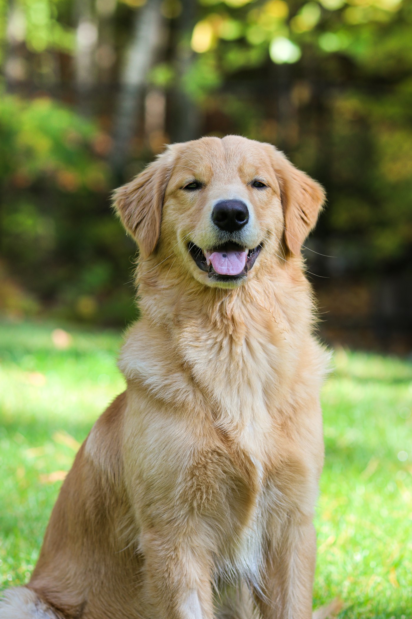 Golden retriever atendido en Sermed