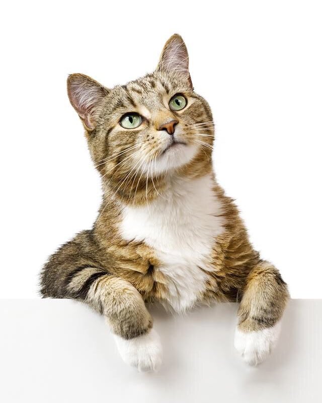 Un gato atento, apoyado en el mostrador y mirando hacia arriba